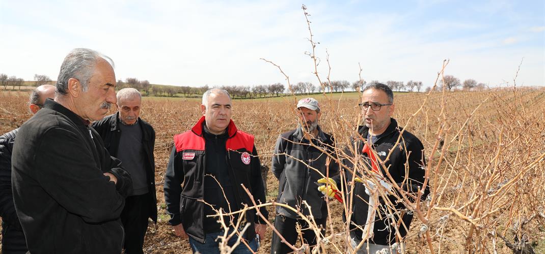 Bağlarda Budamayı Üreticilerimizle Birlikte Uyguladık