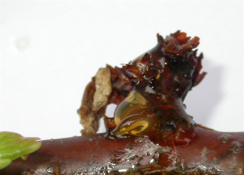 Çiçek Monilyası (Monilinia laxa ) Hastalığına Karşı  Mücadele