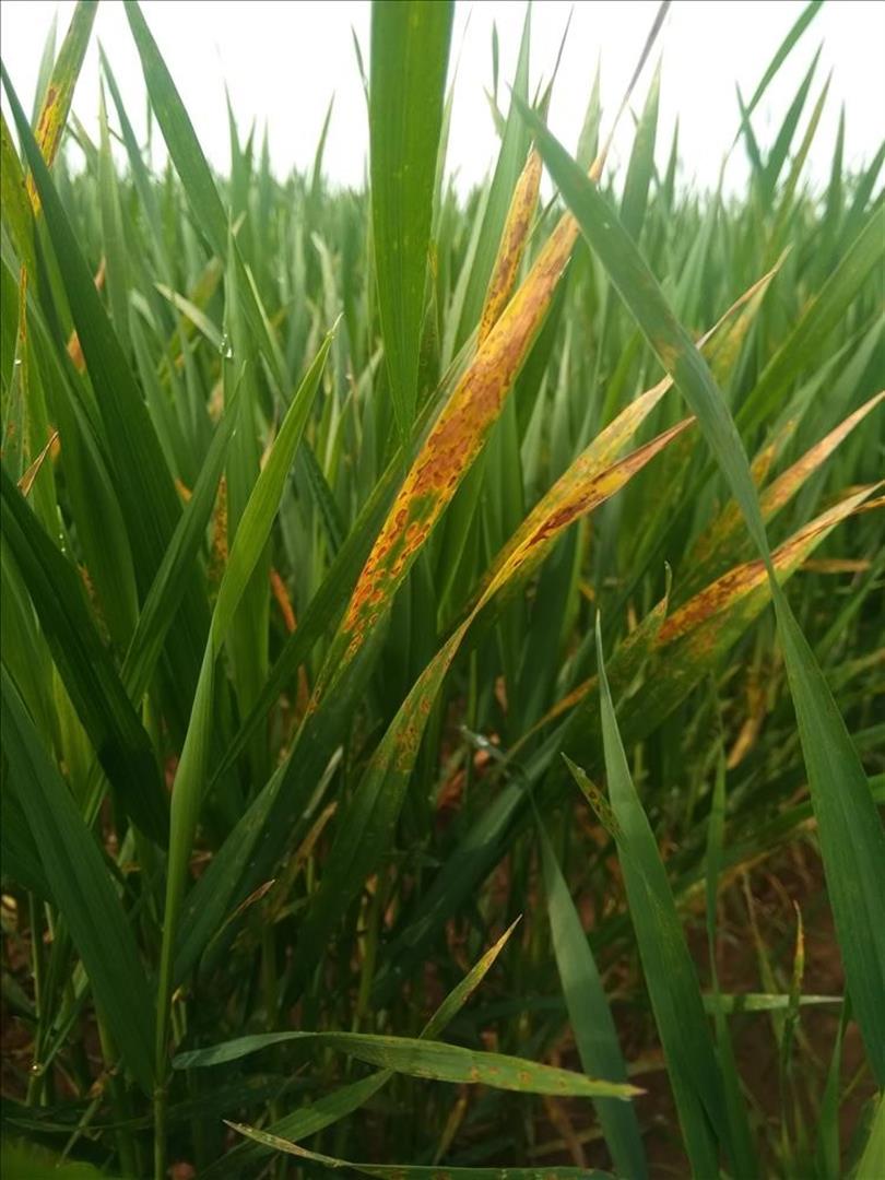 Buğdayda Septorya Yaprak Lekesi