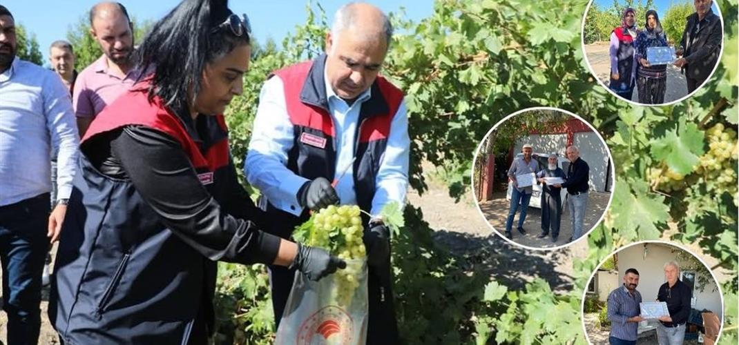 Entegre ve Kontrollü Ürün Yönetimi (EKÜY) Kapsamında Laboratuvar Sonucu Temiz Çıkan Üreticilere Sertifikaları Teslim Edildi 