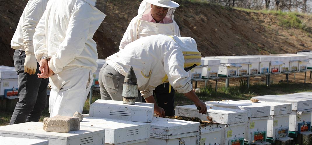 Arıcılıkta Bahar Hazırlığı